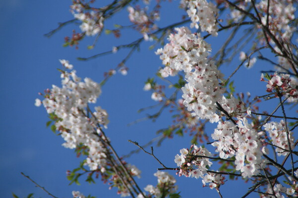 名残の桜・やっぱり青空が好き