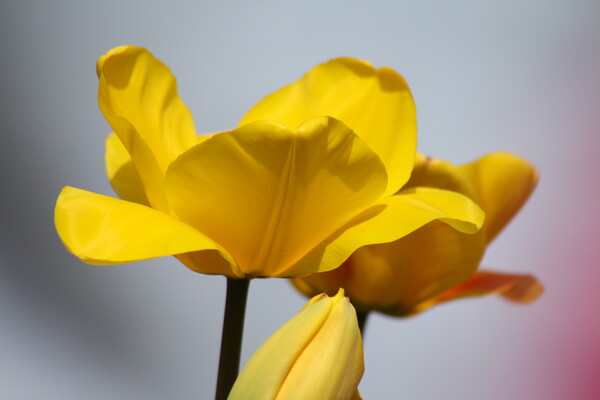 黄色な花