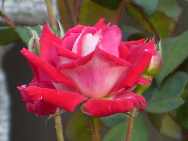 鉢植えの赤いバラの花をUP