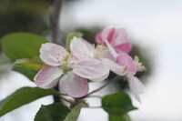 りんごの花