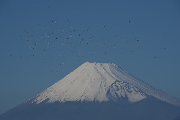 かもめと富士山