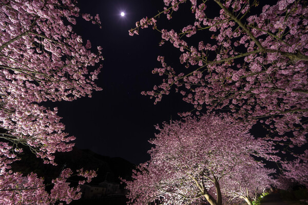 夜桜オリオン