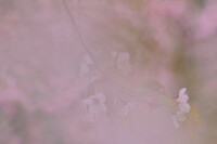 はなに隠れた花