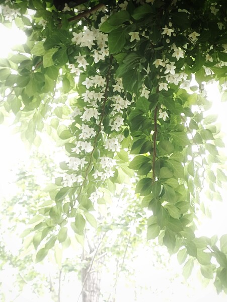 この花 好き