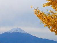【秋】富士といちょう