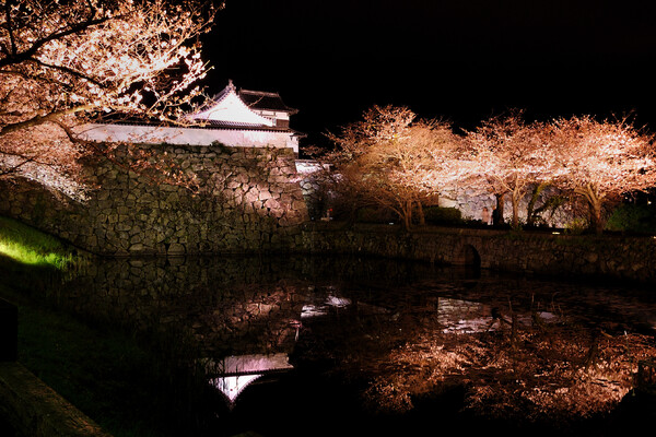 福岡夜桜