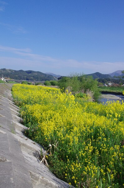 菜の花