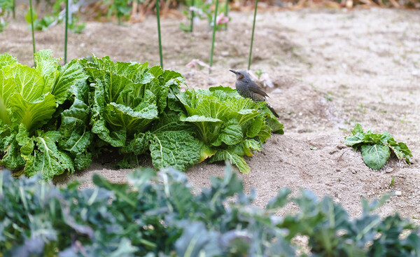 家庭菜園