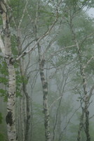 霧の白樺林