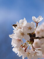 【桜】花とみつばち