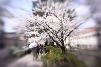 散歩道の桜