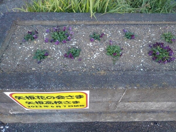 矢板駅前の紫パンジーのある花壇