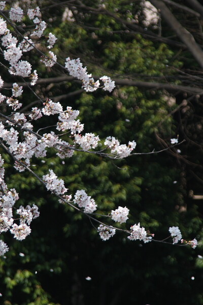 さらば今年の桜（広島桜三部作・その３）