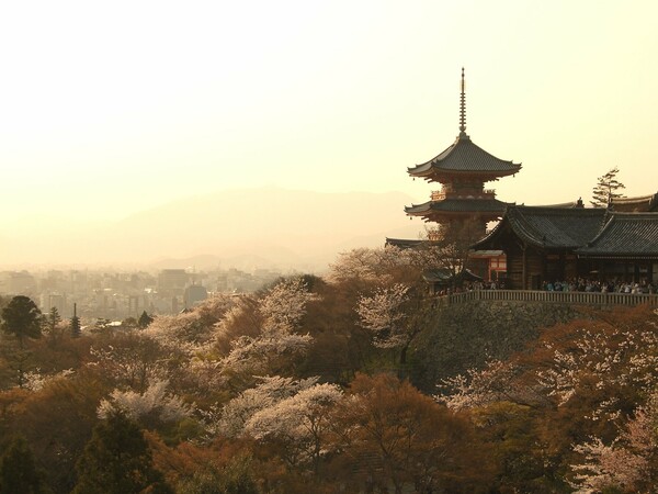 京都の桜・最後の一枚