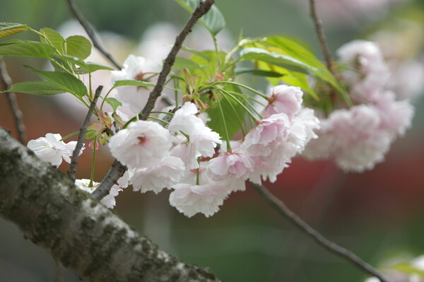 遅咲きの紅白八重桜