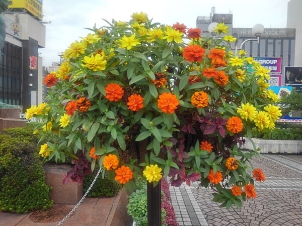 カラフルな花が植えられた宇都宮駅のプランター