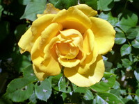 黄色なバラ