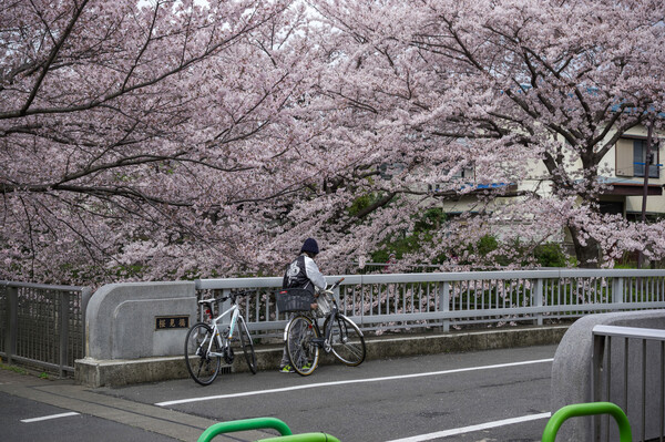 桜見橋