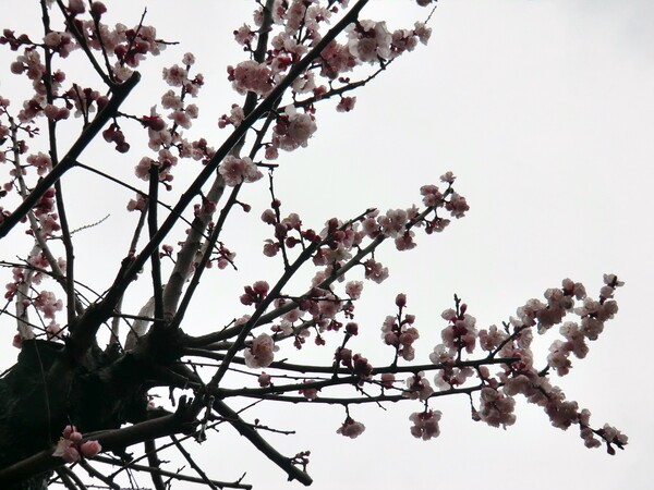 杏の花