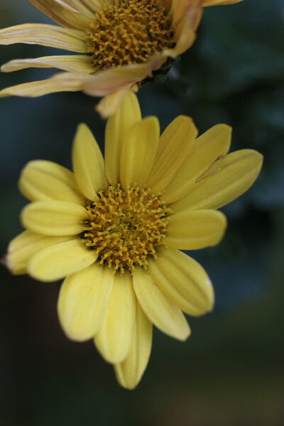 黄色小菊のマクロ