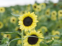 【夏】太陽がいっぱい