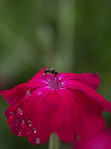 赤い花と虫