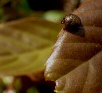 極小さい甲虫