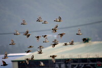 コムクドリの群れの飛翔