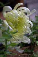 【好きなもの】白い菊