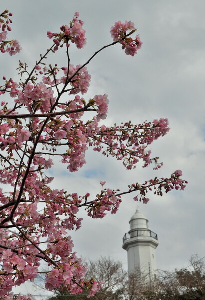 勝浦灯台と桜