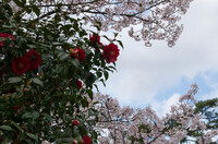椿と桜