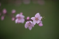 桃開花