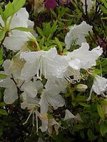 雫がついた白いツツジの花