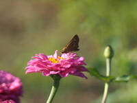 百日草にセセリチョウが留まりました。