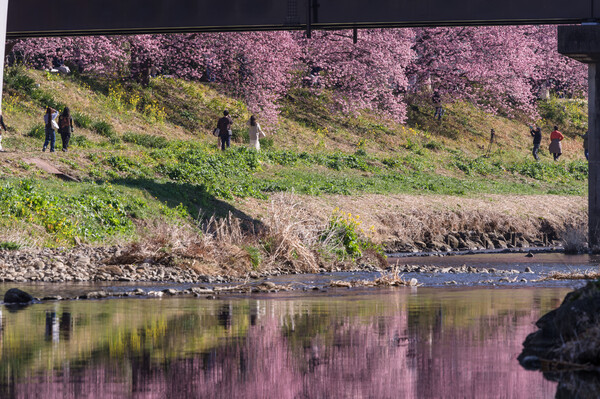 菜の花の桜サンド