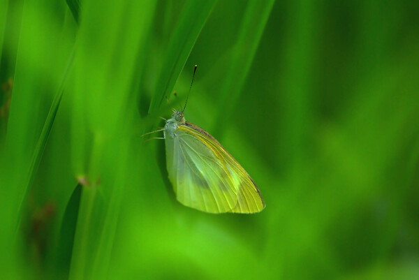 緑の楽園の黄色い蝶