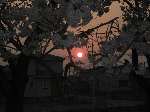 桜と太陽