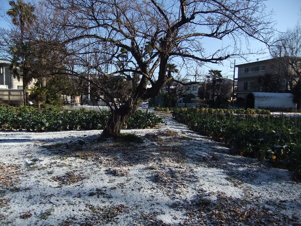 二月の雪