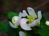 ボケ（木瓜）の花？