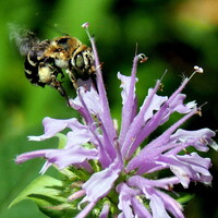 タイマツソウと蜂