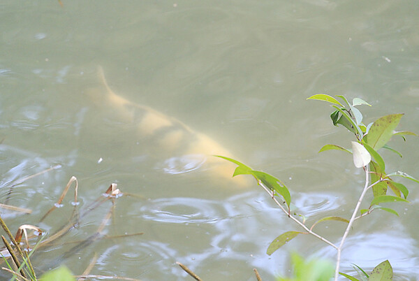 （淡彩）池の鯉