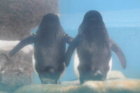 後姿の会？ー水族館ー