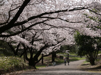 春の公園