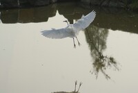 flying egret