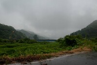 梅雨の雨・・。