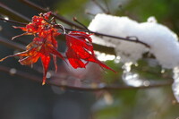 ふるえている紅葉。