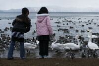 白鳥の湖・・・