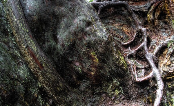 幻想の森の杉の木 2