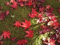 本土寺の紅葉　其の四