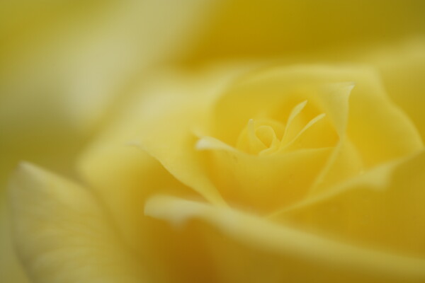 Yellow rose　- brings LUCK-